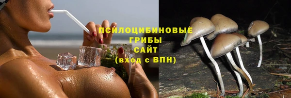 прущие грибы Осташков